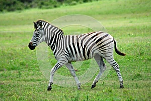 Zebra foal photo