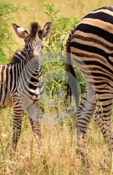 Zebra foal behind its dam