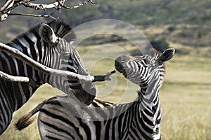 Zebra and foal