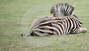 Zebra foal Cotswold Wild life park