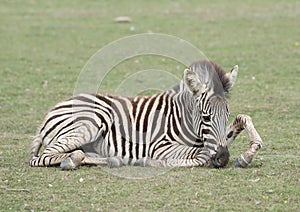Zebra foal Cotswold Wild life park