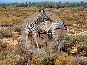 A zebra foal drinking from his mother