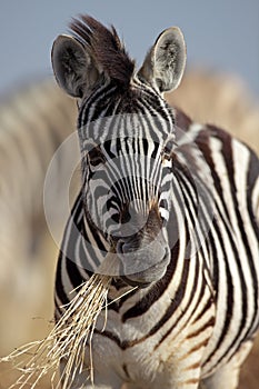 Zebra foal eating grass