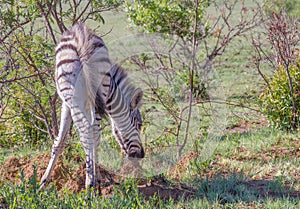 A zebra foal eats dirt to supplement its diet