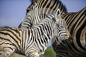 Zebra foal with family, tender moment, loving caring