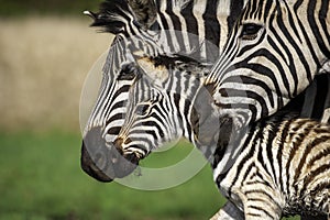 Zebra foal with family, tender moment, loving caring