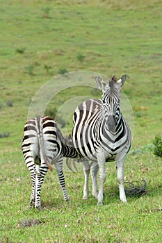 Zebra foal feeding in the wild