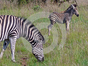 Zebra and foal grazing on green grass in the African Bushveld