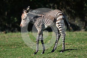 Zebra Foal Grevy`s zebra