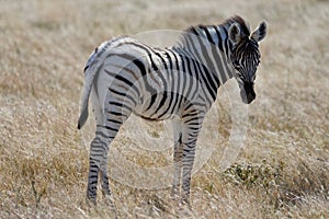 A zebra foal has turned to look at the camera. Its ears are forward