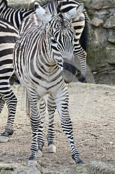 A zebra foal in a herd