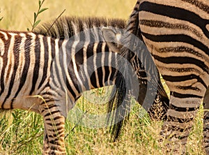 Zebra foal hiding behind the tail of the dam