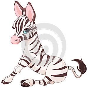 Zebra Foal