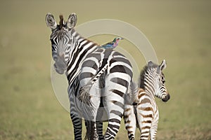 zebra and foal with lilic breasted roller on its back