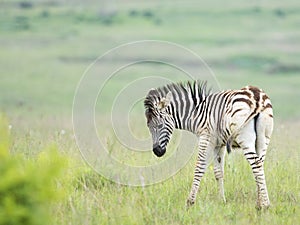 Zebra foal looking back