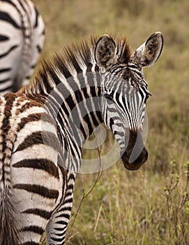 Zebra foal looking back at viewer
