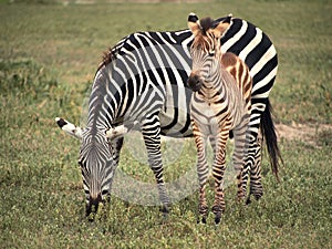 Zebra and Foal photo