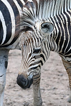 Zebra foal next to an adult animal