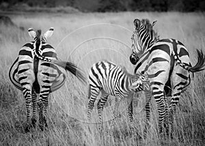 A zebra foal nurses amongst the herd in the savannah