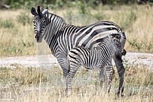 Zebra and foal in the Okavango Delta, Botswana, Africa