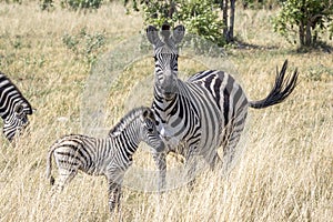 Zebra and foal in the Okavango Delta, Botswana, Africa