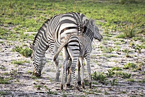 Zebra and foal in the Okavango Delta, Botswana, Africa