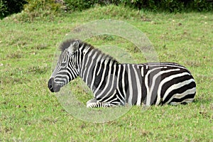 Zebra foal resting in the wild