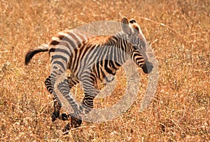 Zebra foal running