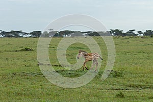 Zebra foal running on the savannah