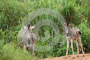 A zebra foal with it`s mother