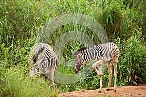 A zebra foal with it`s mother