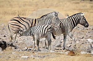 Zebra foal suckling, Etosha, Namibia