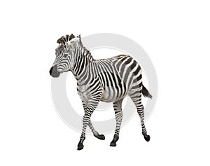 Zebra foal on white background