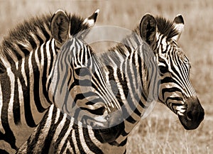 Zebra foals