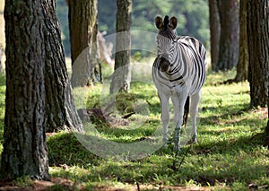 Zebra in forest