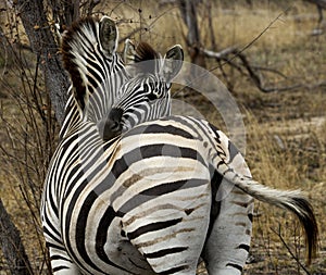 Zebra foul resting its head on its mother back