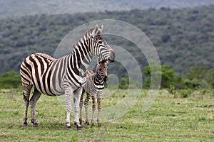 Zebra and fowl. South Africa