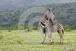 Zebra and fowl. South Africa photo