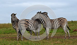 Zebra friends. photo