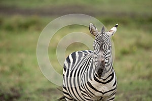 A Zebra front profile in Masai Mara