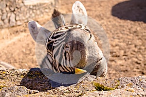 Zebra with a funny face. Zebra eat fruit. Zebra hairy muzzle.