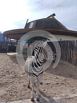 zebra, funny zebra in the zoo, animal in the zoo
