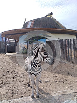zebra, funny zebra in the zoo, animals in the zoo