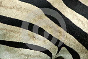 Zebra fur