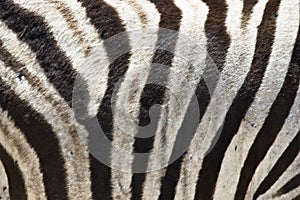 Zebra Fur