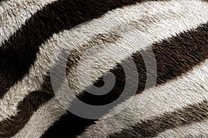 Zebra Fur Background