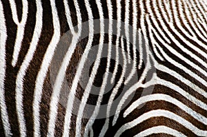 Zebra Fur Background