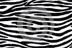 Zebra fur background texture