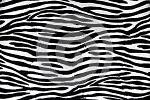 Zebra fur background texture