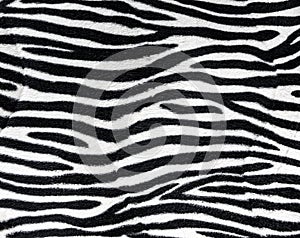 Zebra fur background texture